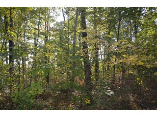 Property photo 51 - REAL ESTATE AUCTION IN ALLEN CO., INDIANA